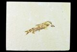 Bargain Fossil Fish (Knightia) - Wyoming #136559-1